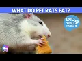 What Do Pet Rats Eat