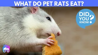 What Do Pet Rats Eat