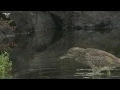 Download Lagu Black-crowned Night-Heron
