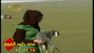 يول منين الله جابك RAZOR TV 