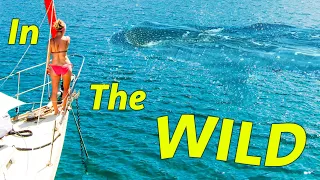 Whale Sharks at our Bow!  (Calico Skies Sailing, Ep 198)