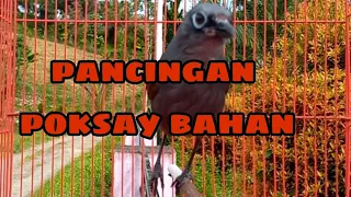 pancingan poksay mantel dijamin nyautt