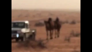 منكوس    كن في صدري سنا ضو بدو نازلين    كلمات بخوت المريه    أداء صنهات العتيبي دندنها