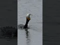 Download Lagu Cormorant devours large fish after heavy rain stops, Canon R1 + RF100-500 #wildlife #birds #canonr1