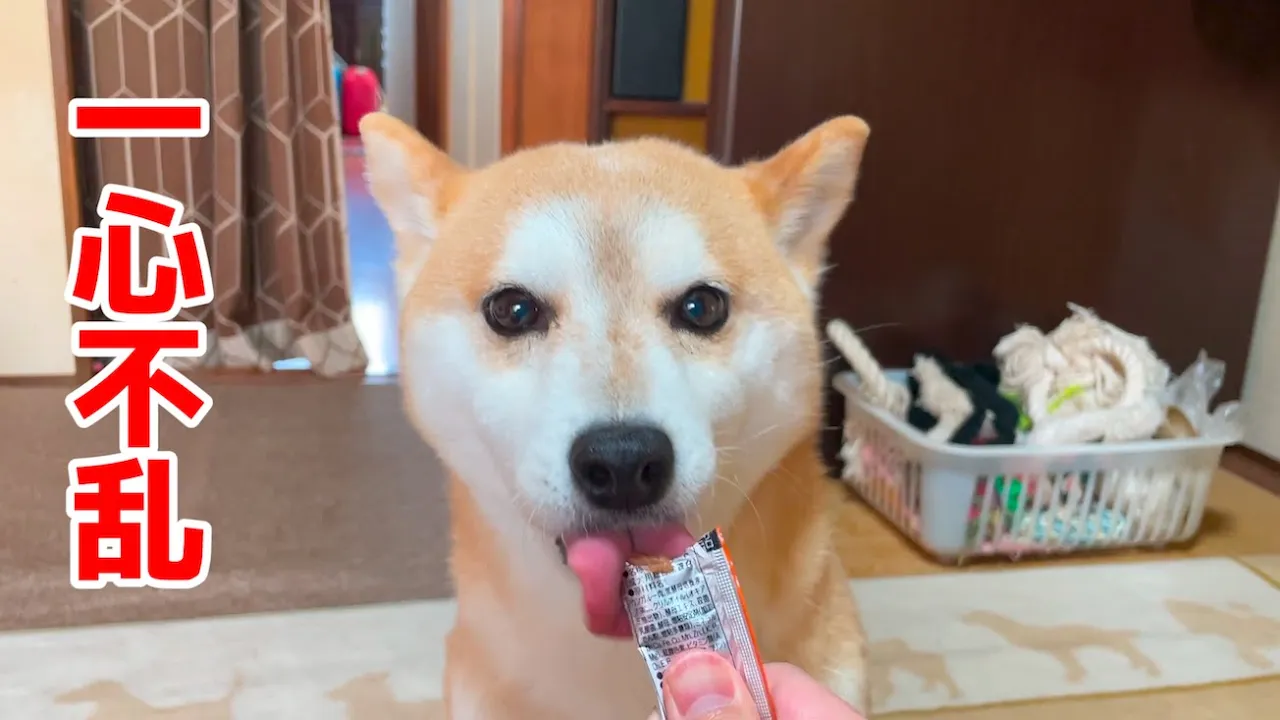 ちゅーるをもらって大興奮の柴犬