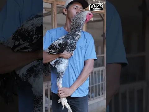 AYAM RAKSASA 1,2 METER INDIO GIGANTE