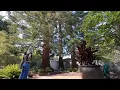 Menlo Park residents worried neighbor s ADU plans near massive redwood trees could pose safety risk