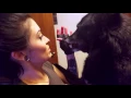 Download Lagu Wolfdog Love Nibbles