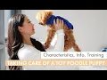 How to care for a TOY POODLE PUPPY What you need to know before getting one