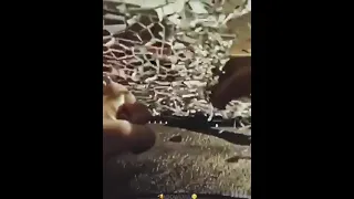 الروح  بس  تنطفي   صعب  ترجع      دندنها