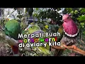 Download Lagu MERPATI WARNA WARNI PEMAKAN BUAH - HARGA SELANGIT BILA BERHASIL DITANGKARKAN