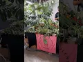 Most Expensive Plant at Plant Con