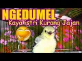 Download Lagu Anak Cipoh / Sirtu Belajar Bunyi Ngeriwik Ngedumel Kaya Istri Kurang Jajan