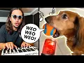 Download Lagu The Kiffness x Siren Dog - Losing My Mind (Singing Dachshund)