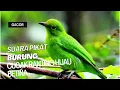 Lagu PIKAT CUCAK RANTING HIJAU BETINA