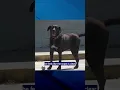 CAUGHT ON CAMERA Meet Ranger a 7-year-old lab mix from Coden who has a serious shoplifting habit
