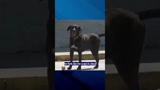 CAUGHT ON CAMERA Meet Ranger a 7-year-old lab mix from Coden who has a serious shoplifting habit
