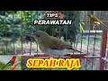 Download Lagu Perawatan Sepah Raja \u0026 Semua Jenis Burung Kolibri !!