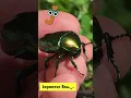 ABC insects Song insects for Kids