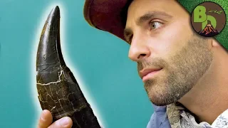 The MOST FAMOUS DINOSAUR Tooth