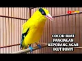 Lagu Burung kepodang emas gacor | Suara kepodang gacor ini bisa di jadikan pancingan kepodang malas bunyi