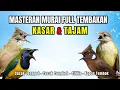 Masteran FULL Tembakan KASAR dan Tajam Kapas Tembak, Cililin, Cucak Jenggot, Cucak Cungkok