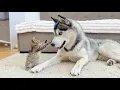 Download Lagu Fearless Tiny Kitten Bullies Giant Husky?!