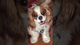 When your dog smiles at you like this… you just know you’re doing something right 🥹🐾