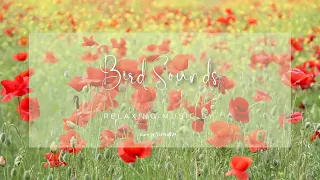 Nature s Serenade Tranquil Poppy Meadow and Bird Sounds for Ultimate Relaxation