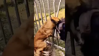 Goat And Dog Fighting Youtube Ytshorts Youtubeshorts Kuwaitivlogs 