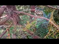 Insane 100ft high treenet