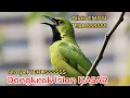 Download Lagu Masteran Cucak Ijo Istimewa, Ampuh Bikin Burung Juara di Gantangan!