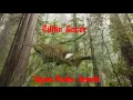 Download Lagu Cililin Gacor Dor Tajam, Pedas, Jernih. Membuat Juri Terpesona.