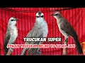 Download Lagu MELIHAT FOTO DAN VIDEO SEKILAS PEMAIN TRUCUKAN PASTI TAHU BURUNG YANG PROSPEK