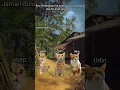 Download Lagu aiyaiya bang joni suka jablay🗿 #cat #kucinglucu #kucing #fyp #meme #memes