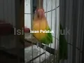 Lagu Lovebird isian Pelatuk Bawang Jari4 jernih, cocok untuk masteran