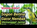 Download Lagu suara pikat sogon || suara pikat burcil || suara pikat burung ribut || suara pikat sogon betina #7