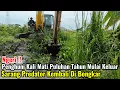 Download Lagu Ngeri‼️Penghuni Kali Mati Puluhan Tahun Mulai Keluar Sarang Perdator Kembali Di Bongkar