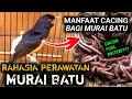 Download Lagu BIKIN GACOR MURAI BATU PAKAI CACING TANAH APA IYA ? CARA MERAWAT MURAI BATU