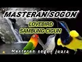 Download Lagu MASTERAN SOGON MATERI LOVEBIRD SAMBUNG CIGUN#sogon #sogokontong@Apemkicau