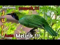 Download Lagu masteran cucak ijo bikin gacor auto dilirik juri//suara keras dan jernih,!!!!