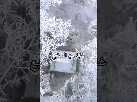 كيف يتحول بخار الماء إلى غابة من الصقيع؟ تجربة حالمة جداً#shorts #diy #miwuscience