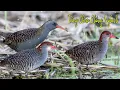 Download Lagu Tiếng Chằng Nghịch Mồi Kèm Tiếng Con Chằng Nghịch Con | Dùng Bẫy Chim Chằng Nghịch Hiệu Qủa