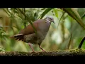 Download Lagu White-throated Quail-Dove Call and Display