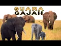 Lagu SUARA GAJAH