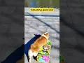 Download Lagu He is excellent #shorts #dogs #fypviralシ