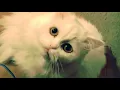 Snowball s ASPCA commercial