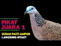 Suara Burung Tekukur Gacor Juara 1 Untuk Pancingan Langsung Nyaut