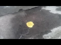 Batu petir ponari kucing pun langsung BAB