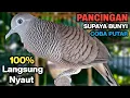 Lagu Perkutut Lokal Gacor Suara Besar Pancingan Burung Perkutut Agar Cepat Bunyi.